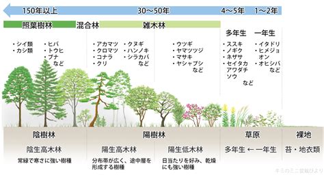 陽樹 陰樹 一覧 生物基礎|生物基礎：遷移の分類、一次遷移 (裸地～陰樹林)の過程 